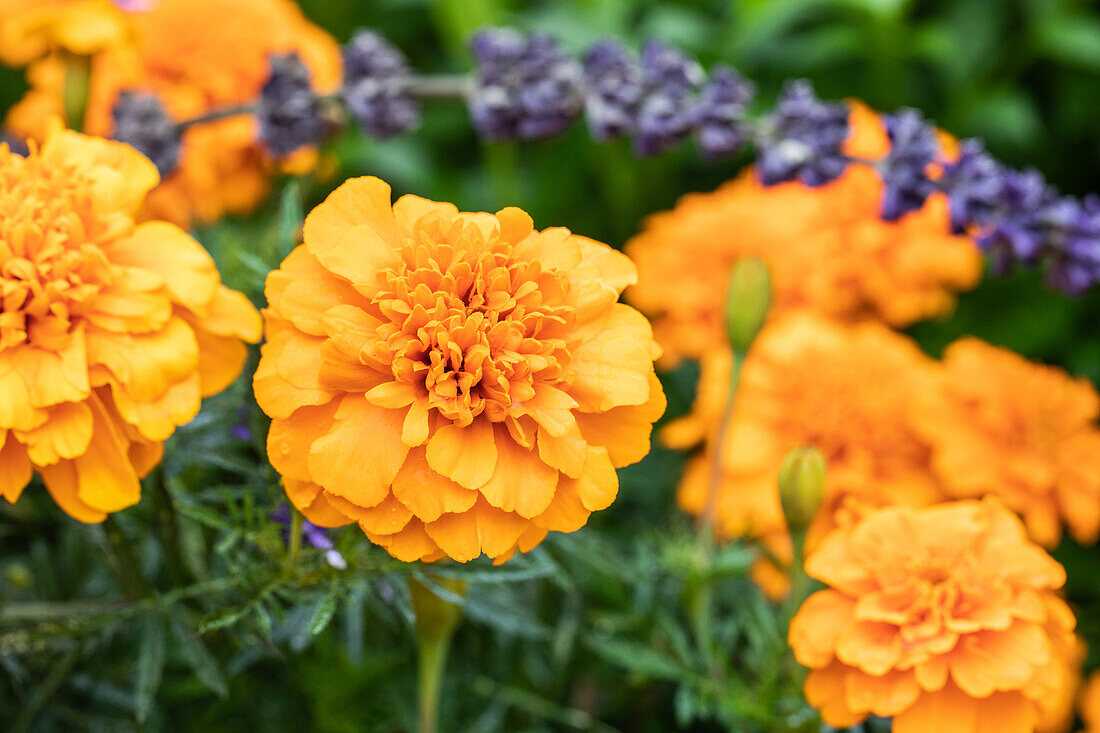 Tagetes patula, orange