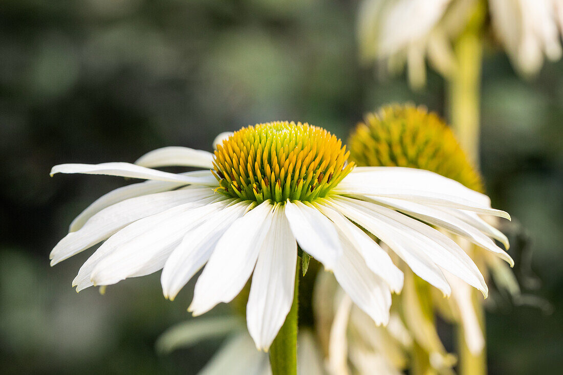 Echinacea purpurea 'Happy Star'