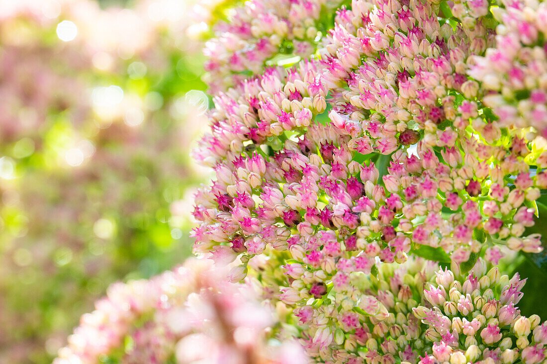 Sedum spectabile