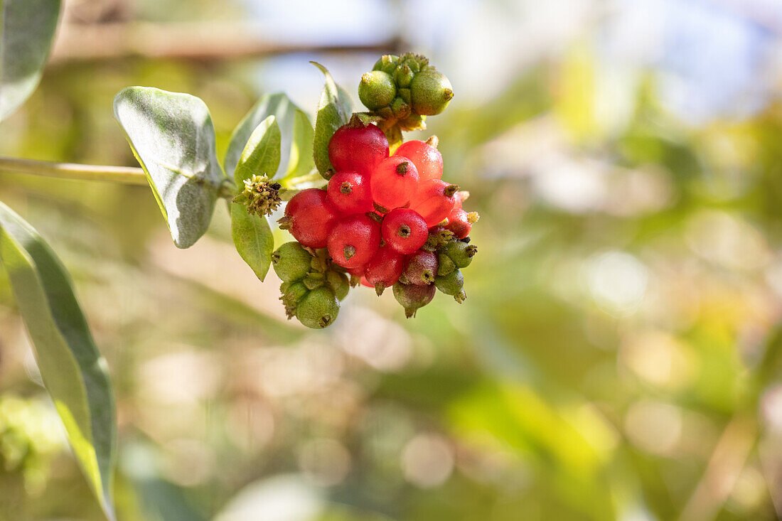 Lonicera heckrottii