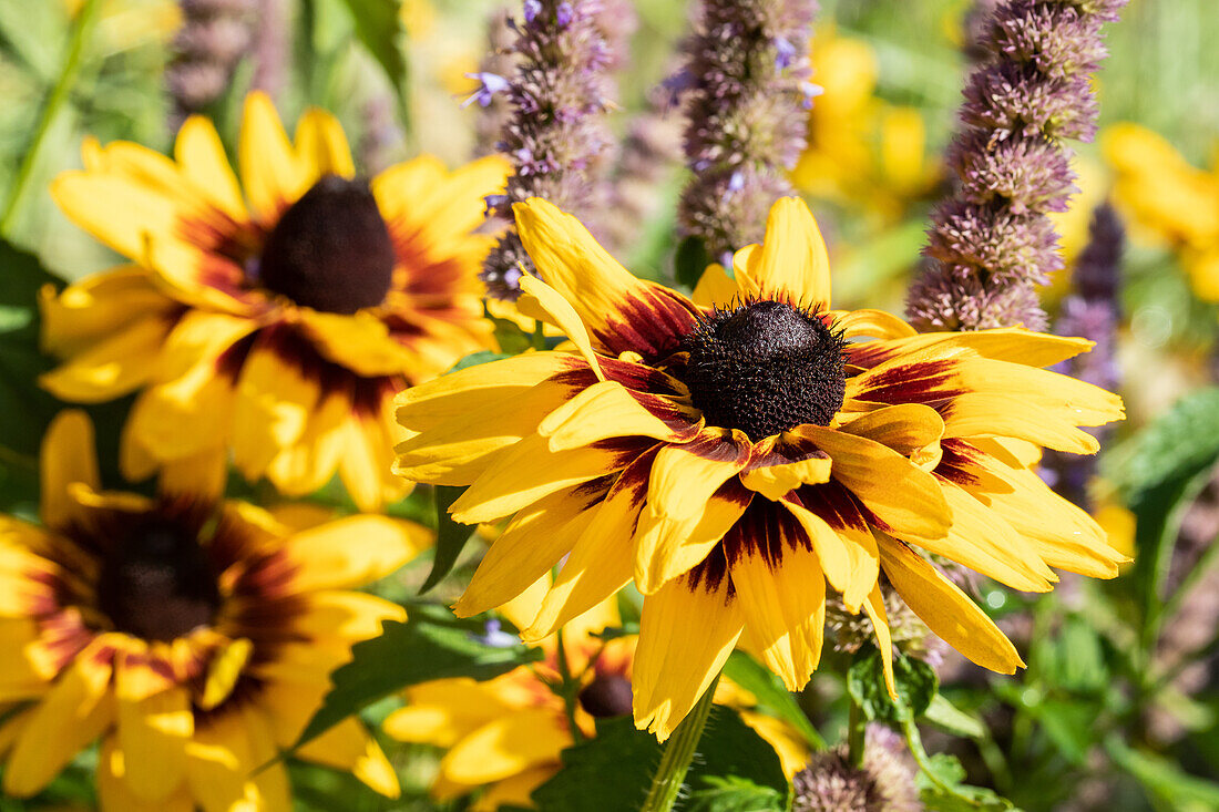 Rudbeckia hirta