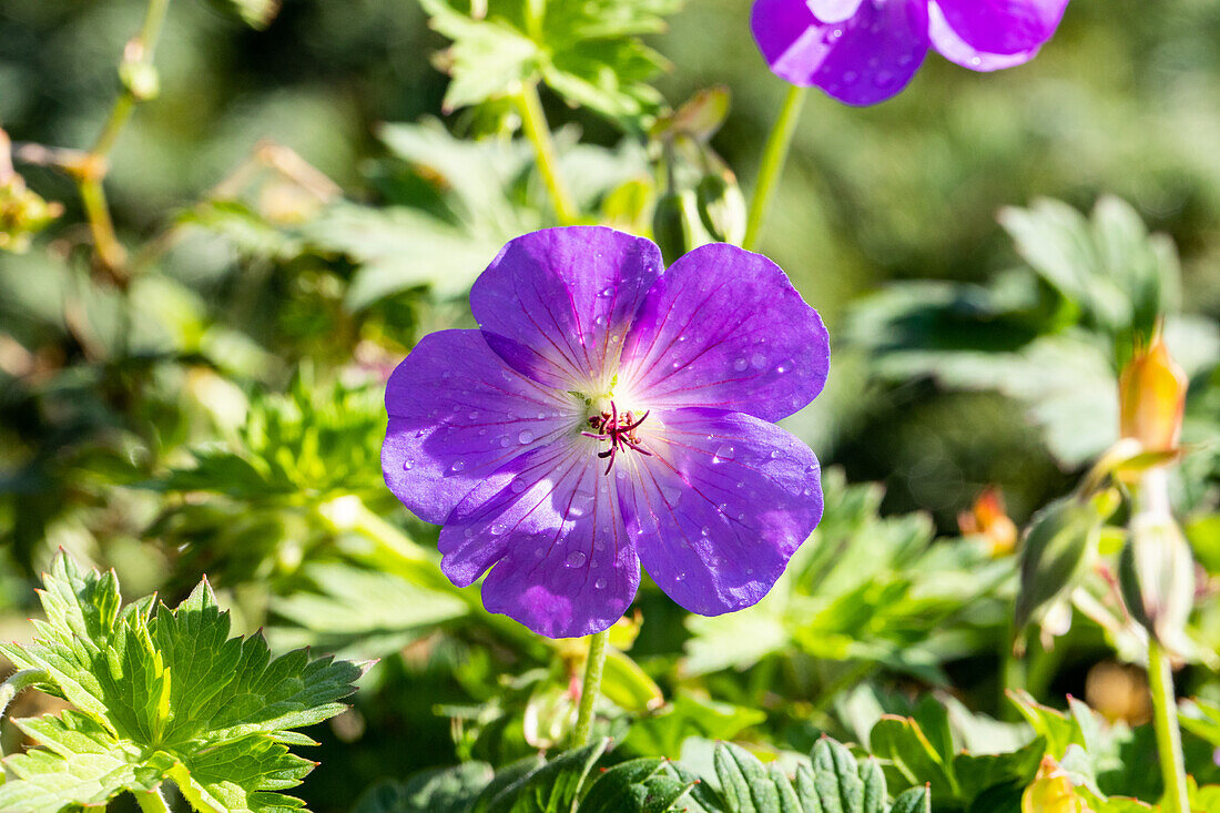 Geranium wallichianum