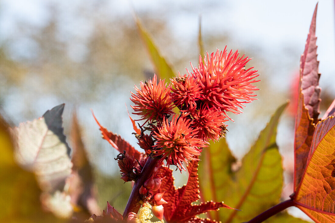 Ricinus communis