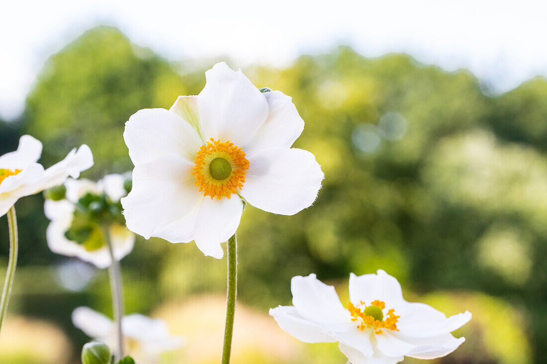 Anemone japonica 'Honorine Jobert'