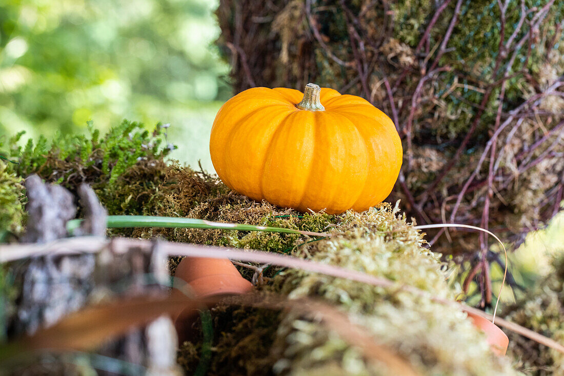 Kürbis im Herbstambiente