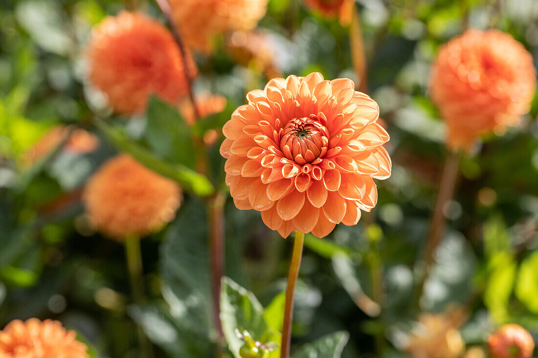 Dahlia Pompon, orange
