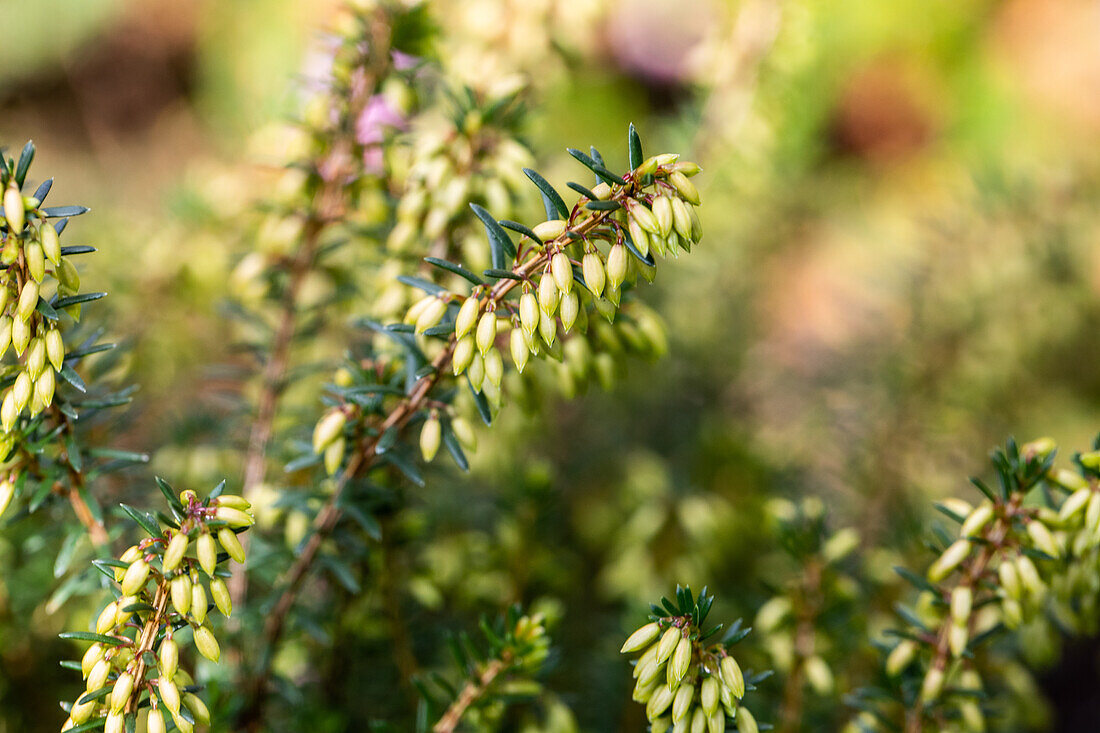 Erica carnea 'Memory'