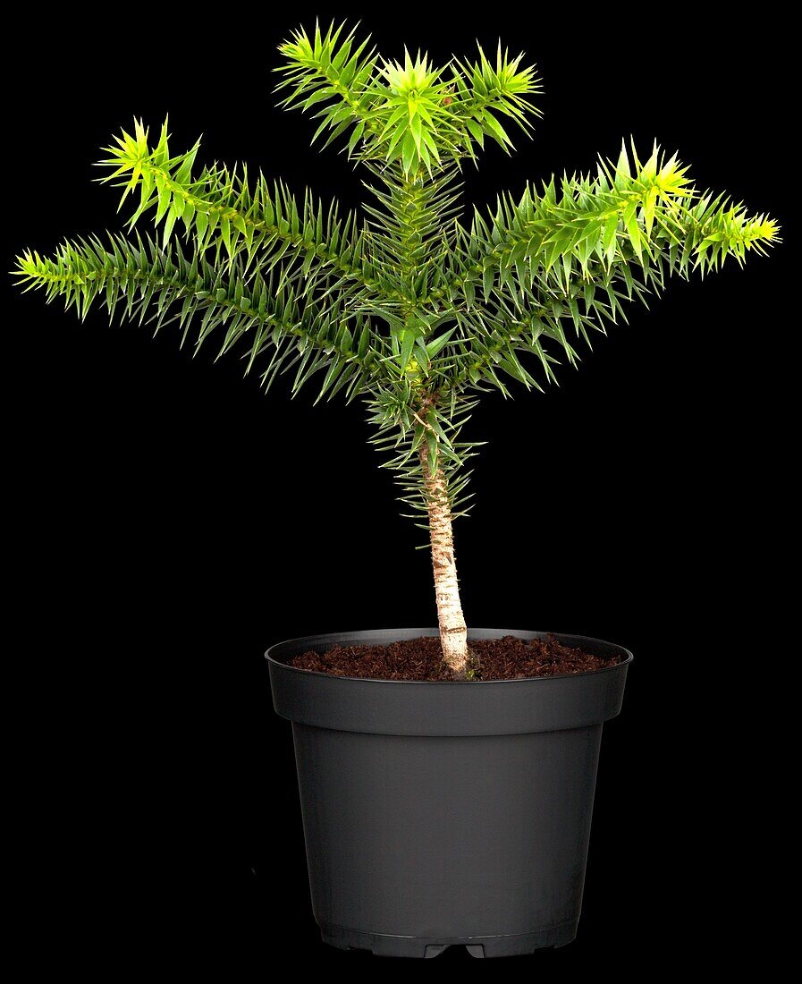 Araucaria araucana