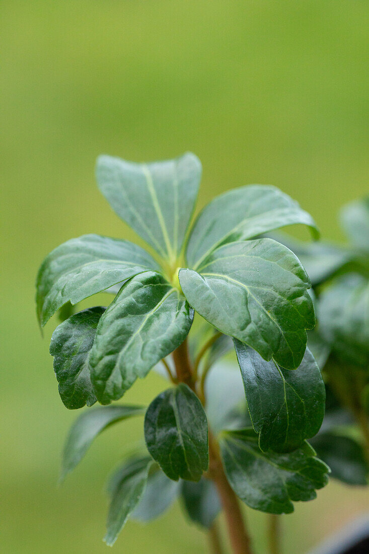 Pachysandra terminalis 'Green Sheen'®