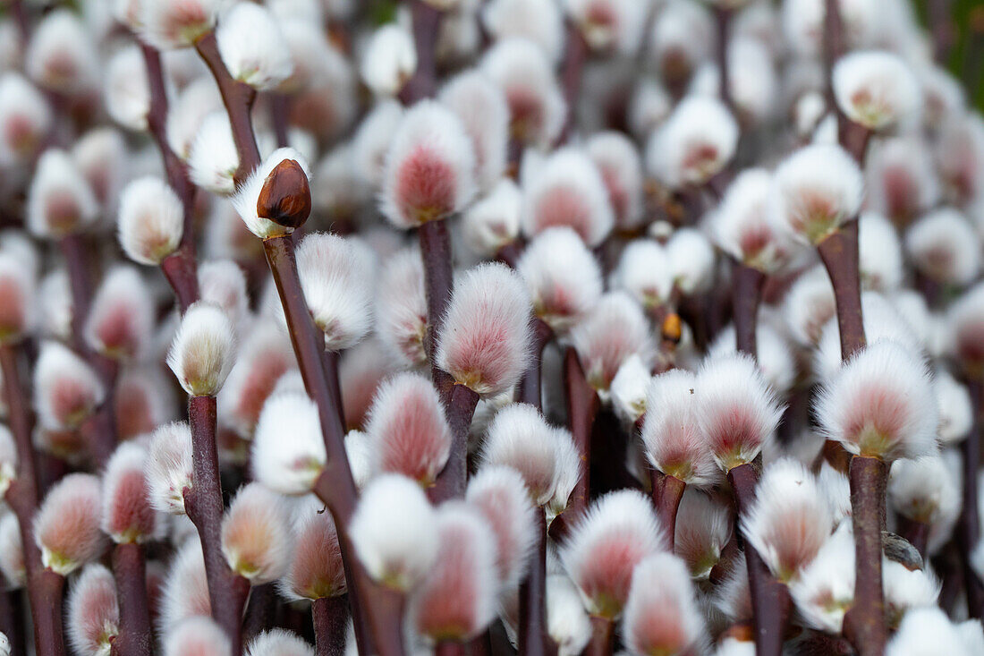 Salix 'Rotkätzchen'®