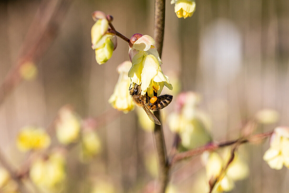 Corylopsis pauciflora