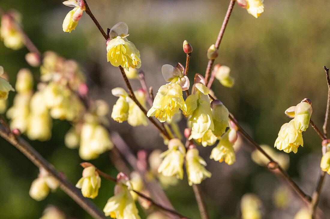 Corylopsis pauciflora