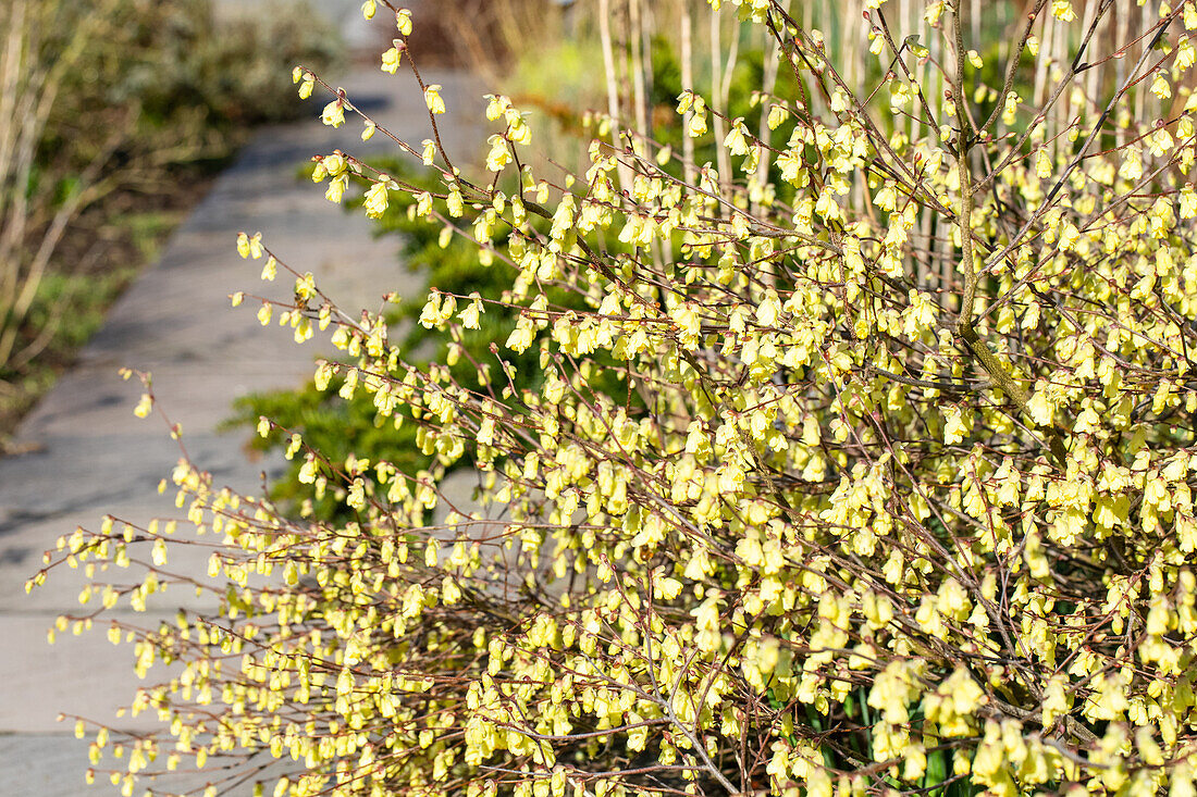 Corylopsis pauciflora