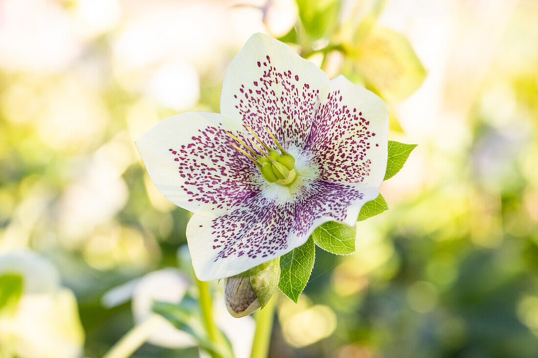 Helleborus Hybride 'Spring Promise Conny'