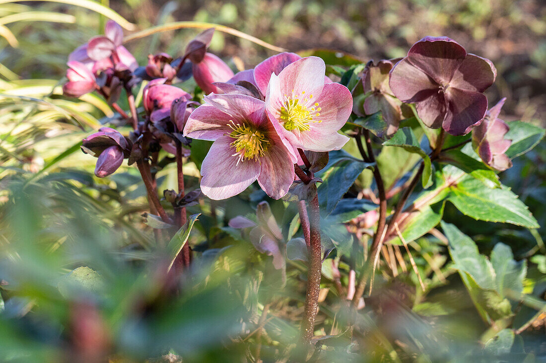 Helleborus Hybride 'HGC® Pink Frost'