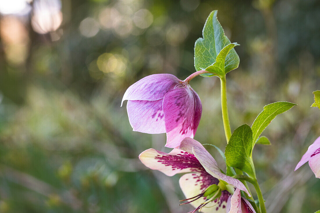 Helleborus Hybride 'Spring Promise Charlotte'