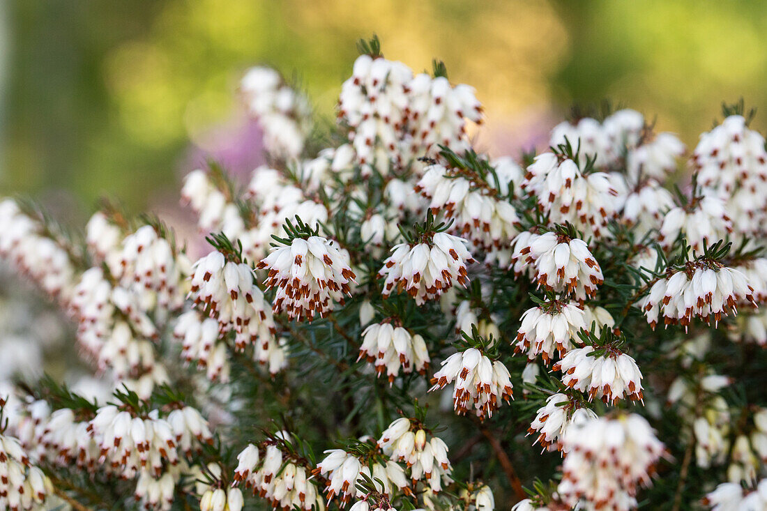 Erica darleyensis 'Silberschmelze'