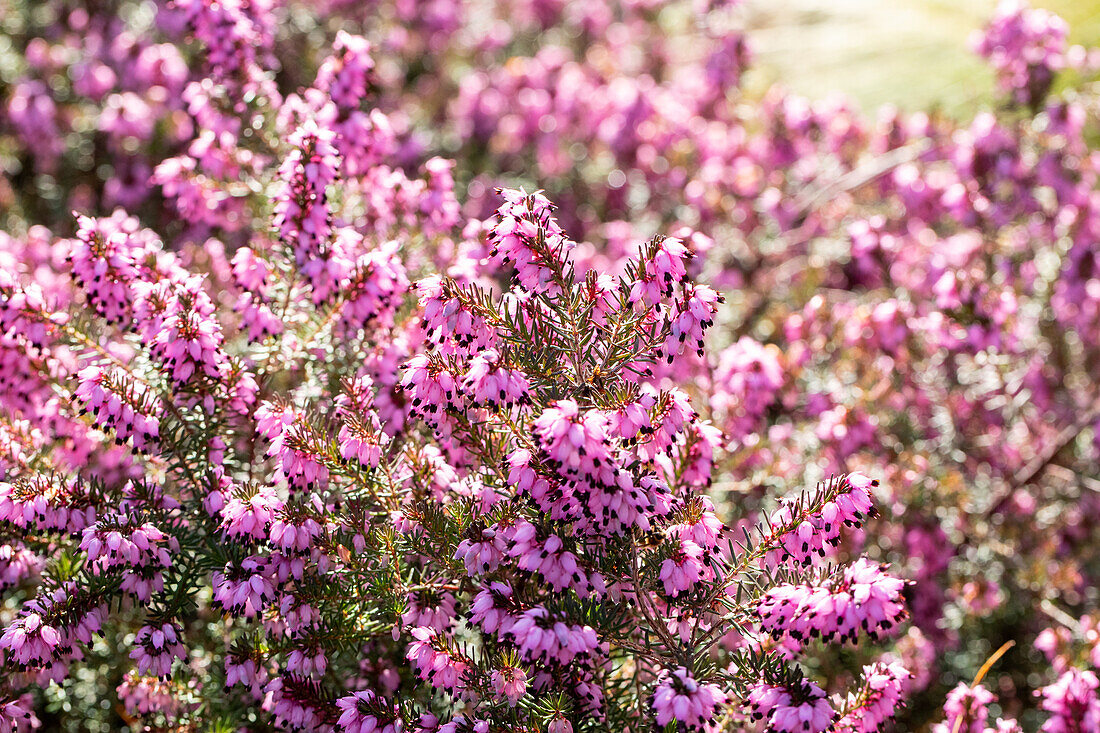 Erica carnea, rosa