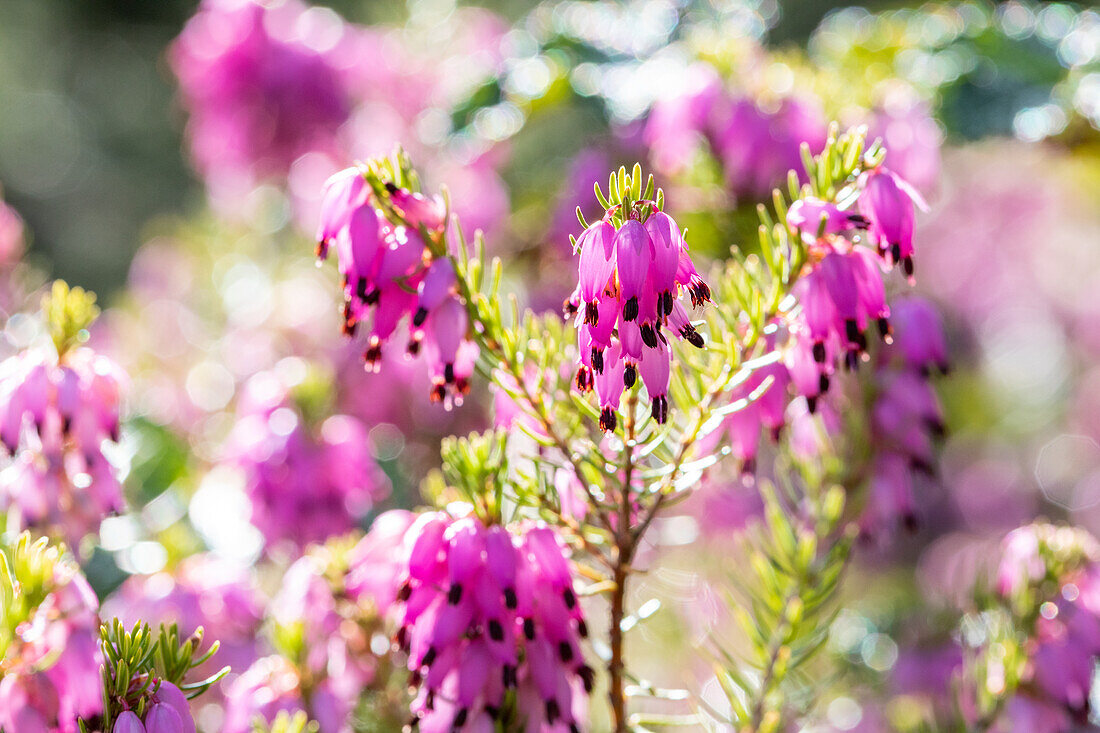 Erica carnea 'Gelderingen Gold'