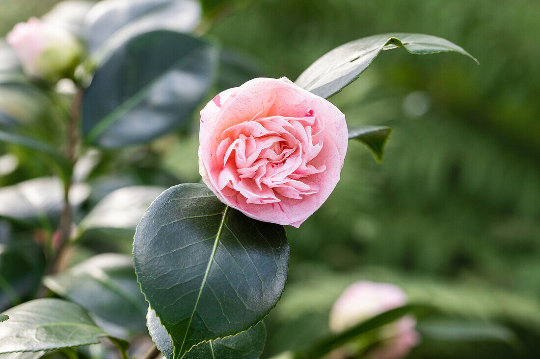 Camellia japonica 'Strawberry Parfait'