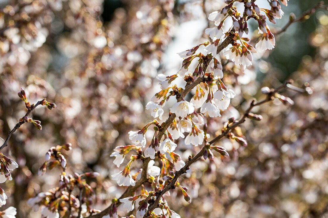 Prunus incisa 'Kojou-no-mai'