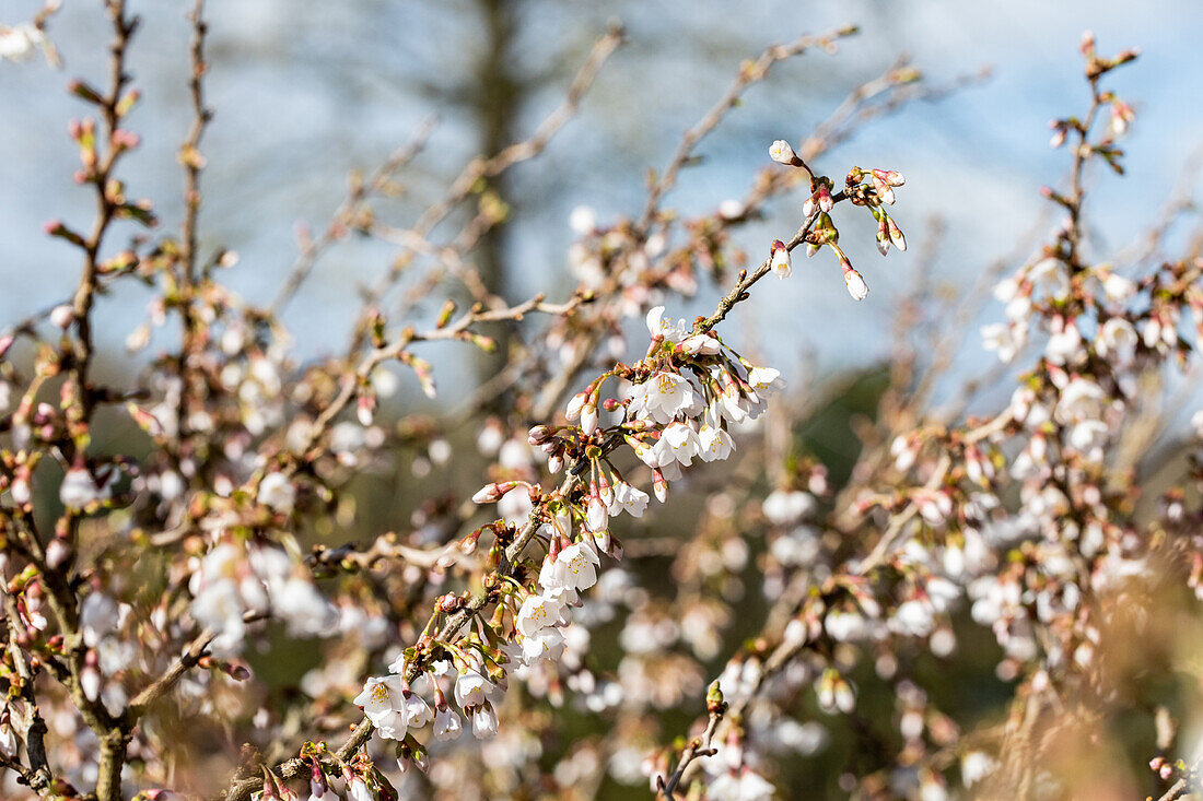 Prunus incisa 'Kojou-no-mai'