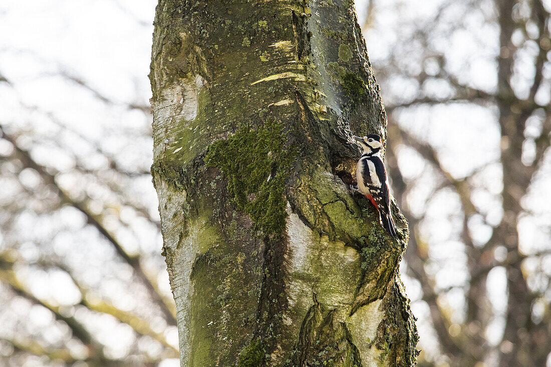 woodpecker on tree