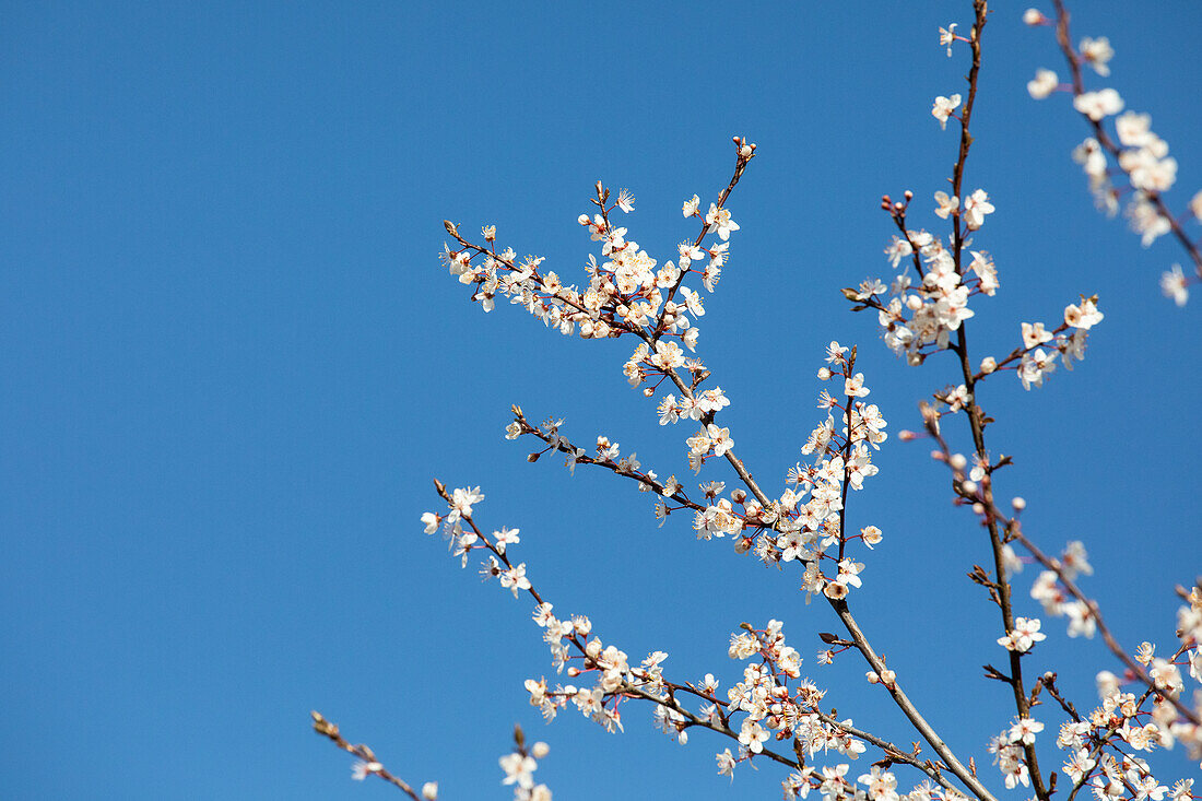 Prunus incisa