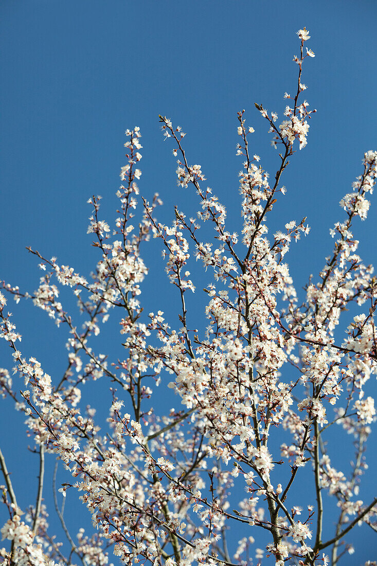 Prunus incisa