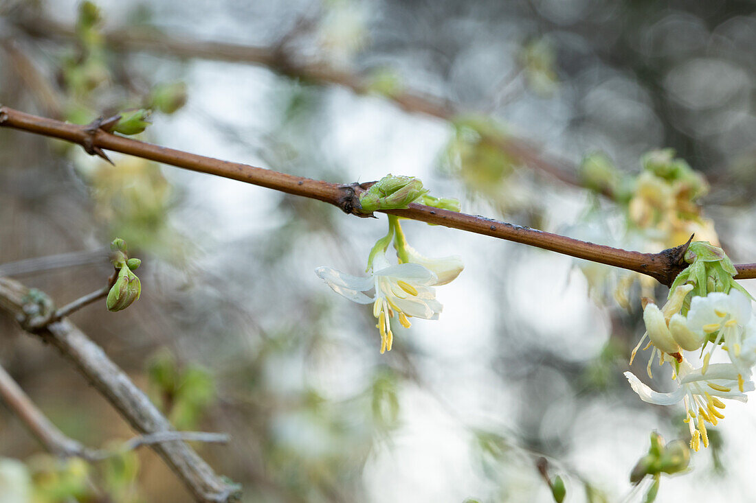 Lonicera fragrantissima