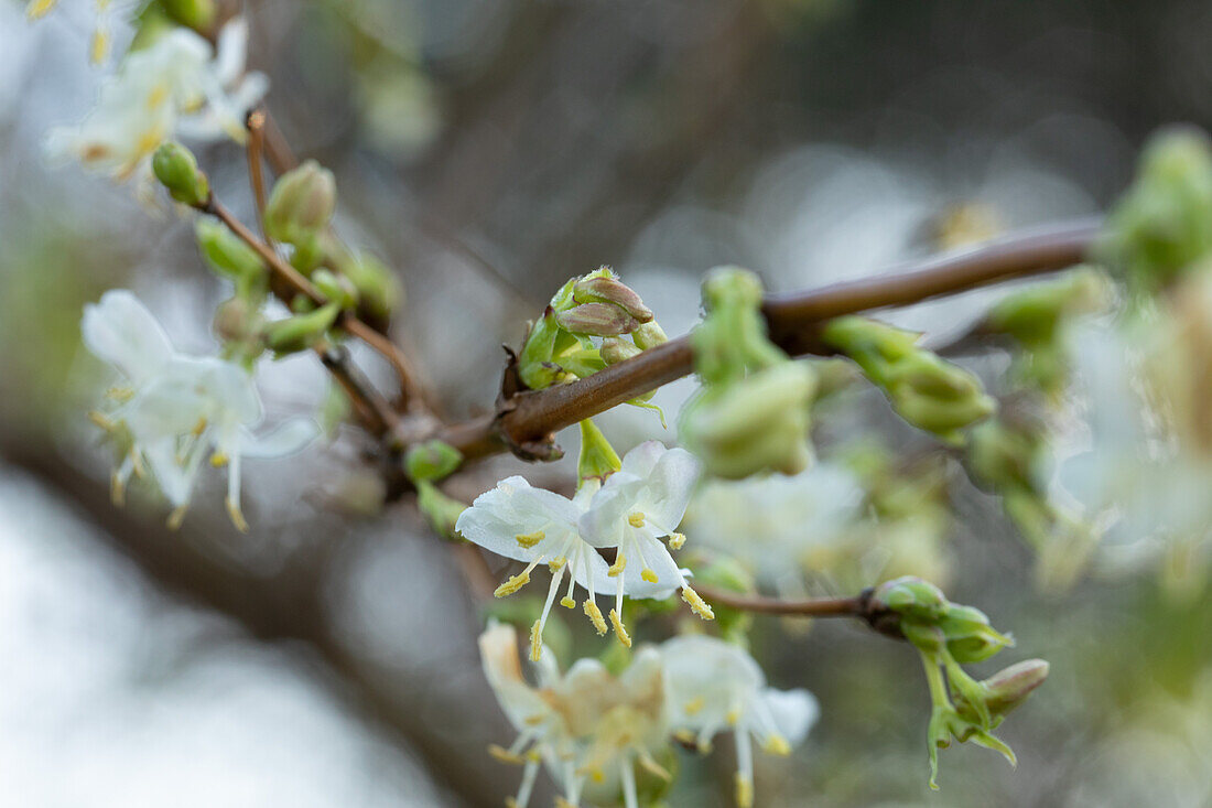 Lonicera fragrantissima