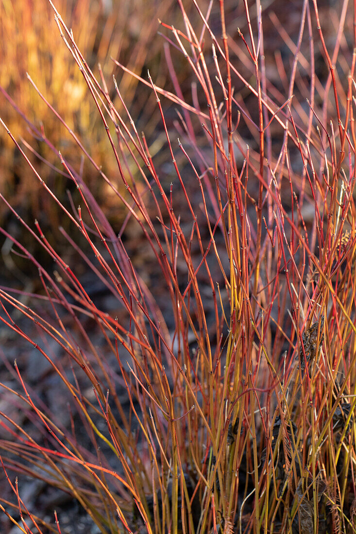 Cornus sericea 'Kelsey'