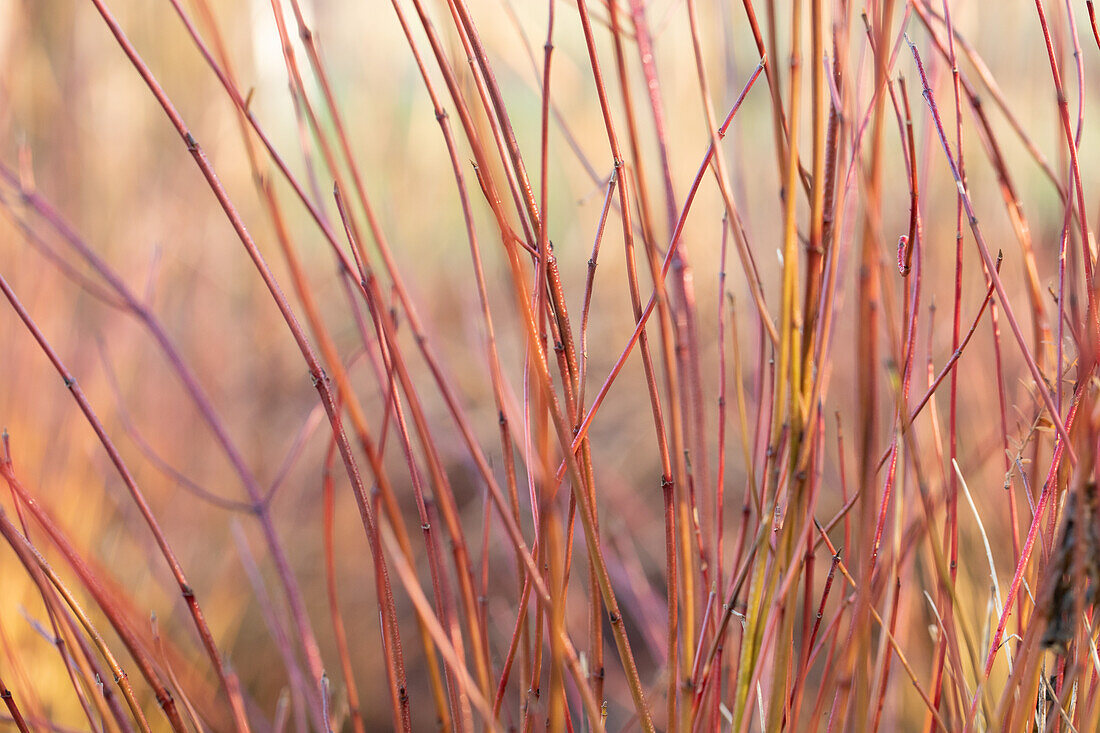 Cornus sericea 'Kelsey'