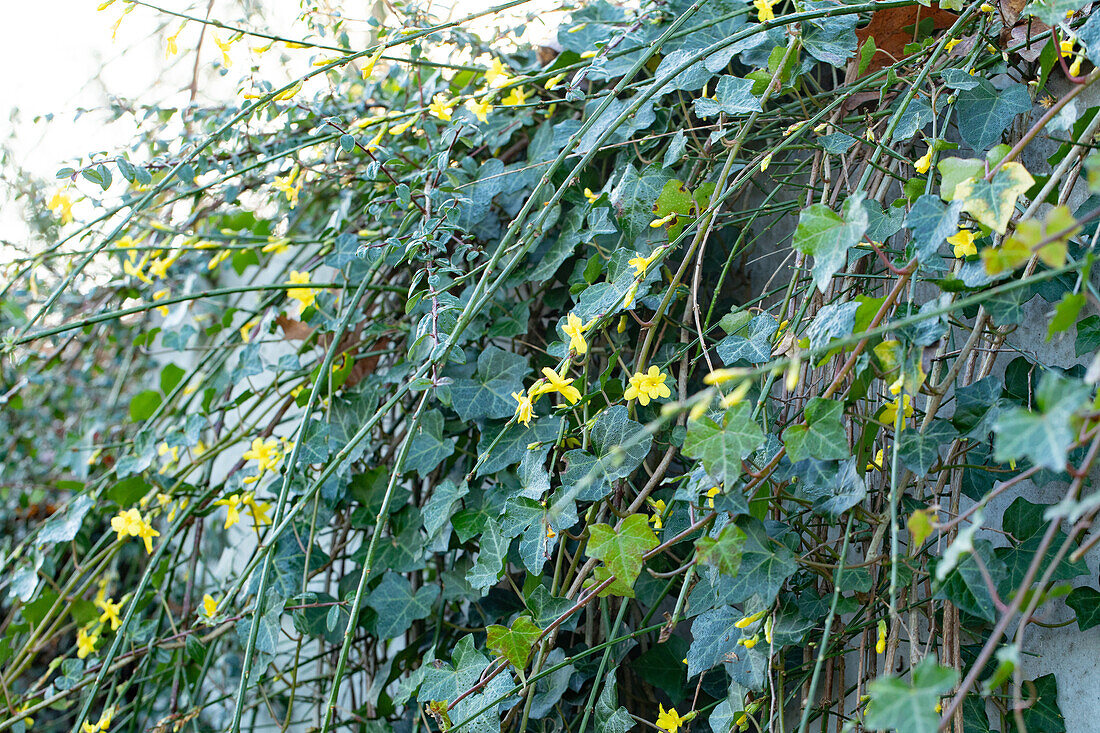 Jasminum nudiflorum