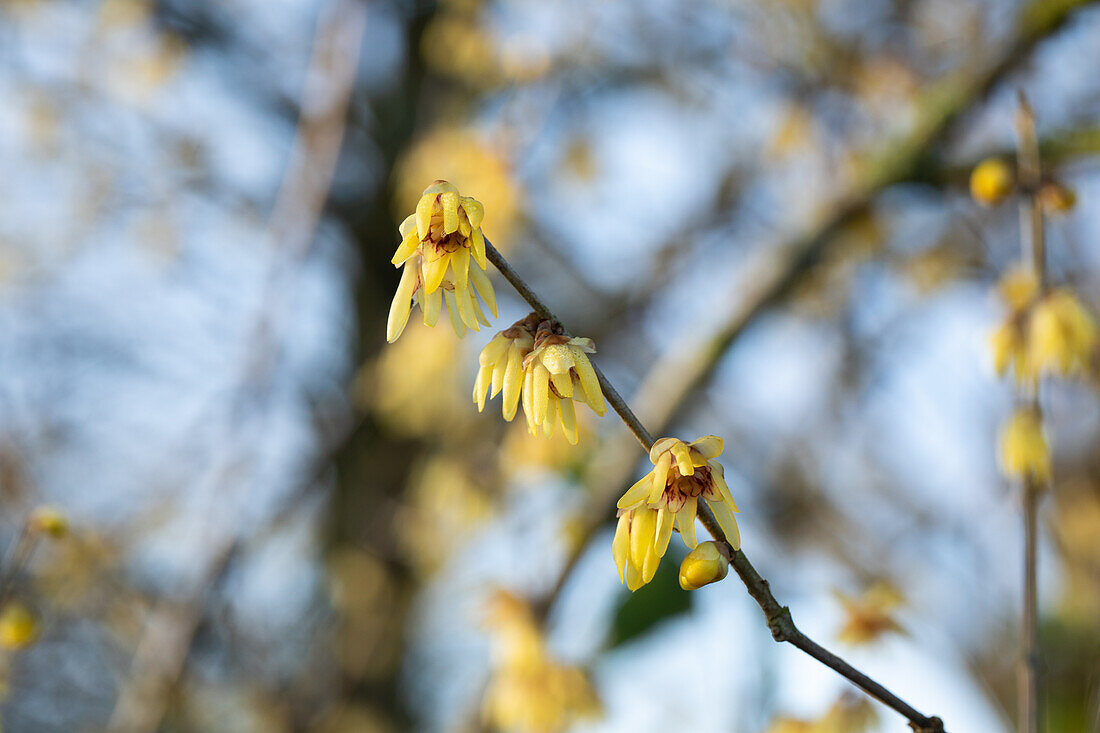 Chimonanthus praecox