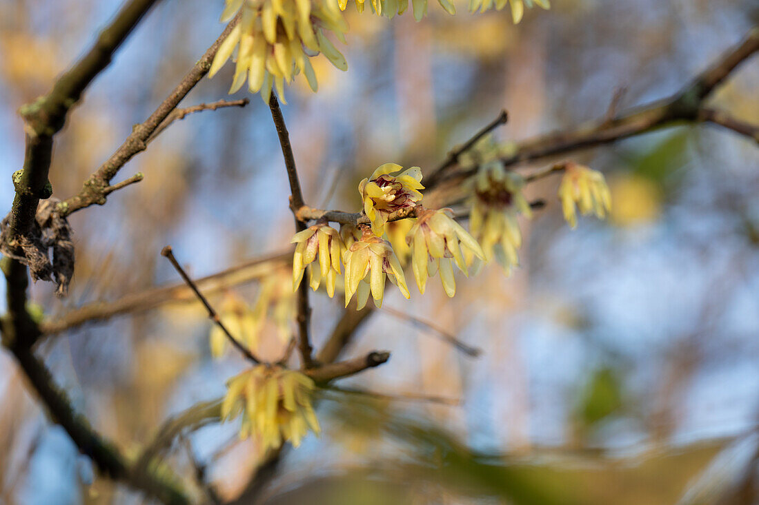 Chimonanthus praecox