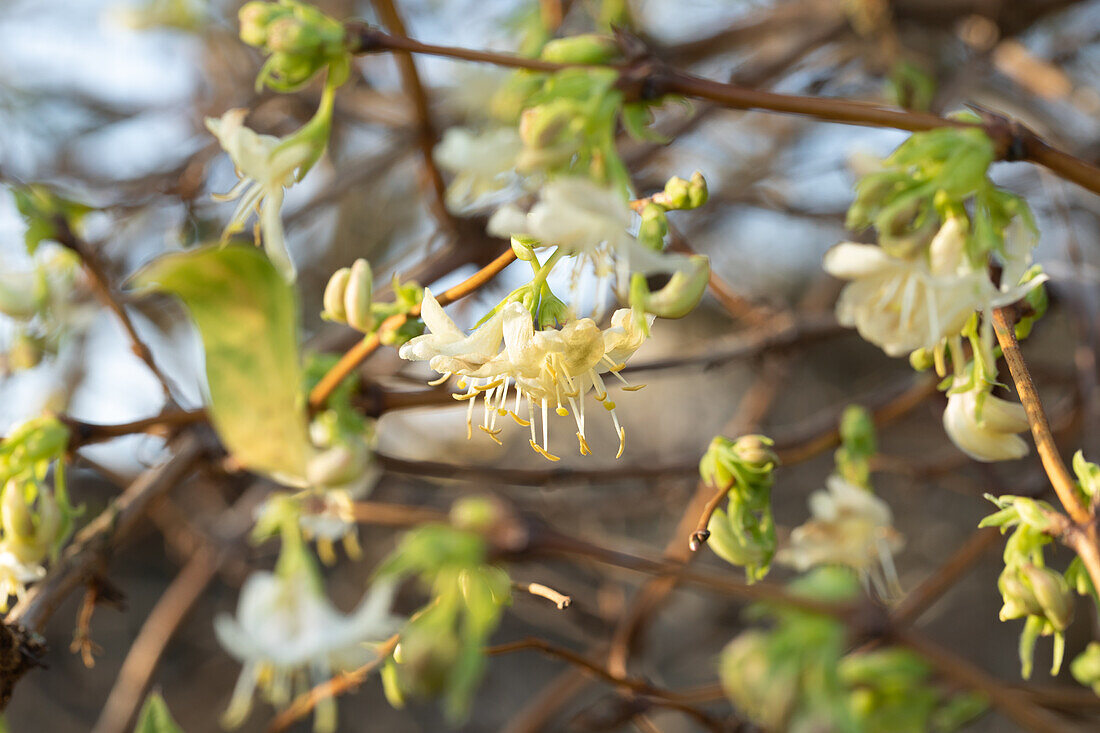 Lonicera purpusii