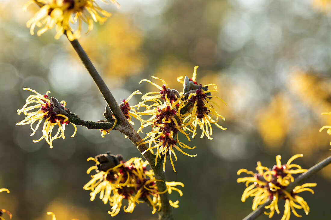 Hamamelis x intermedia 'Allgold'