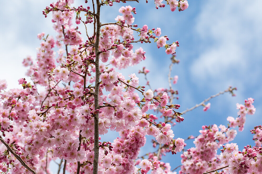 Prunus subhirtella 'Accolade'