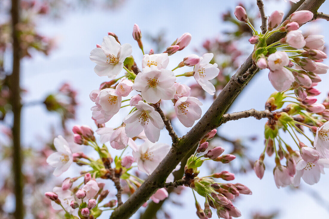 Prunus x yedoensis