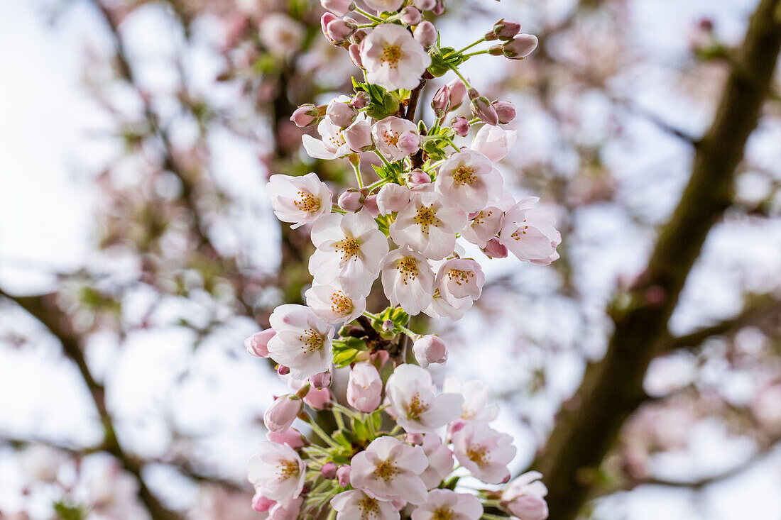 Prunus x yedoensis