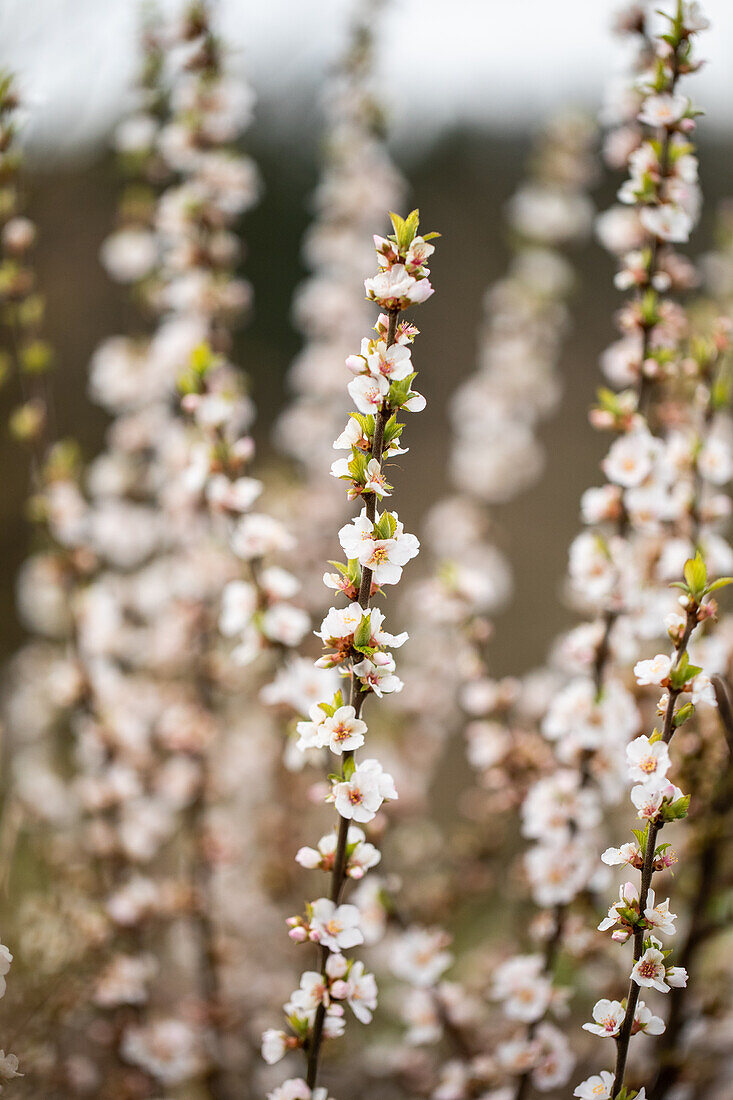 Prunus incisa