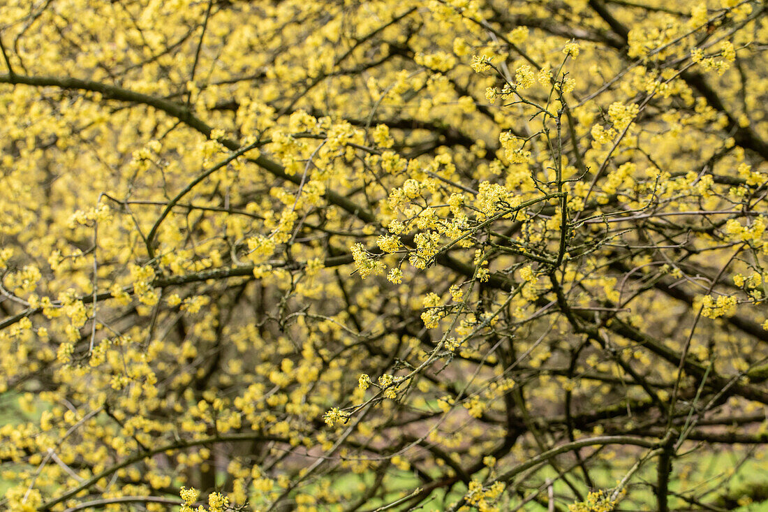 Cornus mas