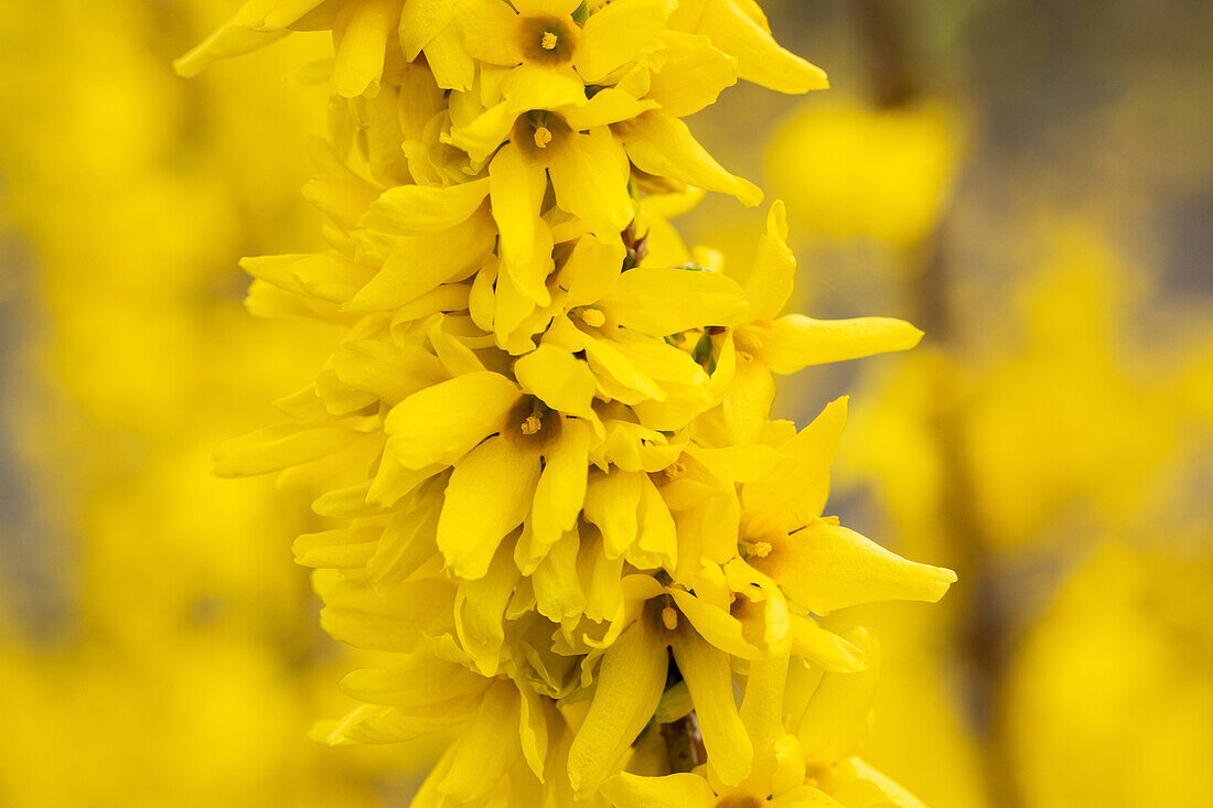 Forsythia x intermedia