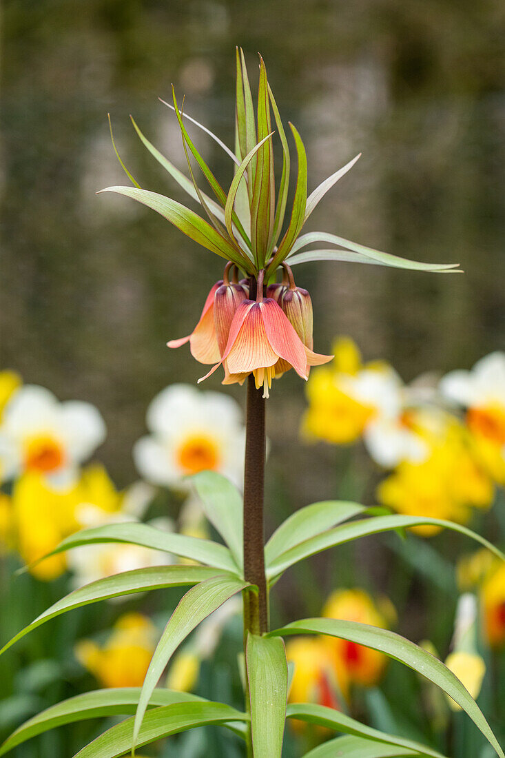 Fritillaria imperialis 'Garland Star'