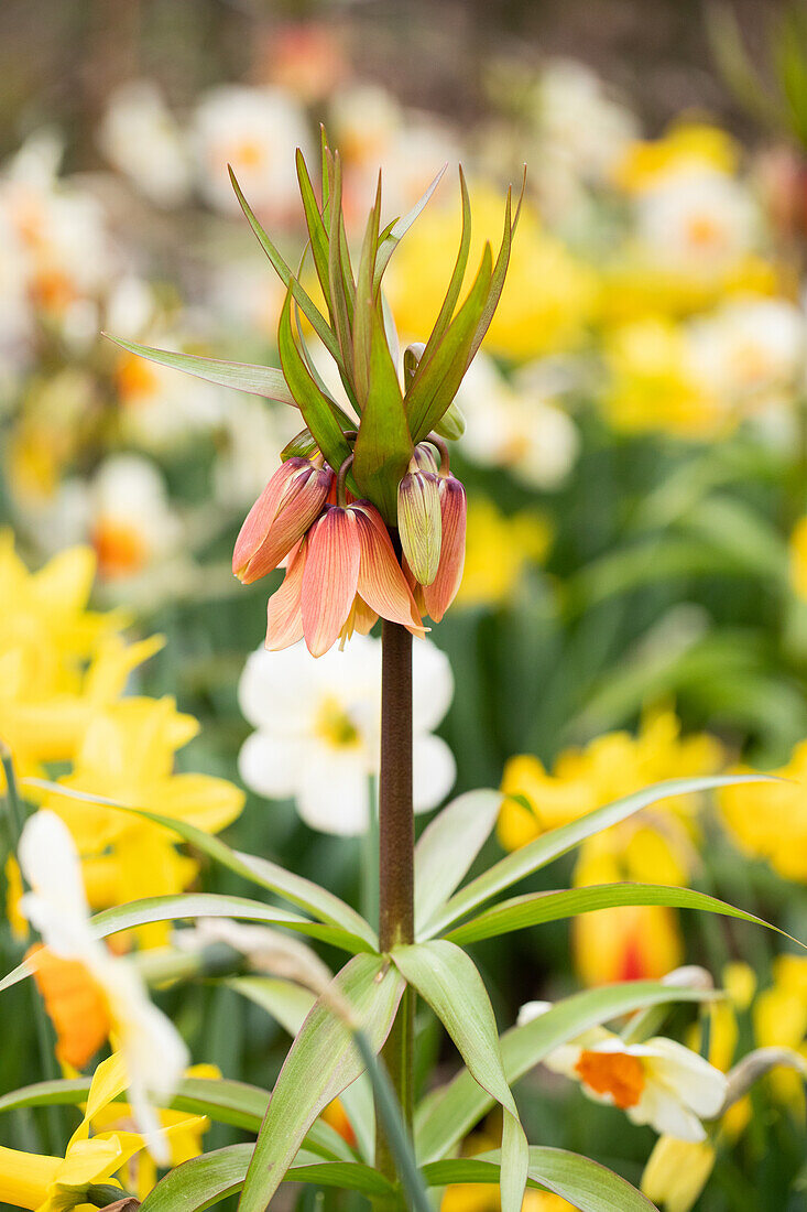 Fritillaria imperialis 'Garland Star'