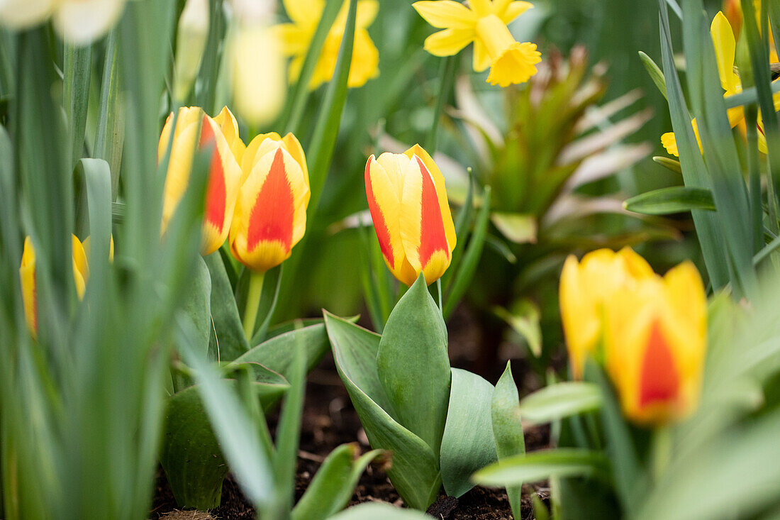 Tulipa, yellow-red