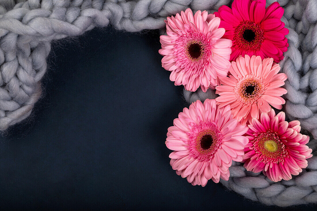 Gerberas auf Decke