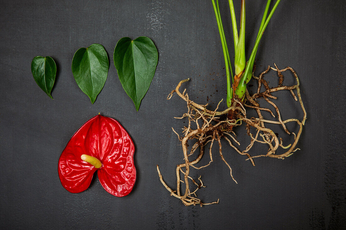 Anthurium