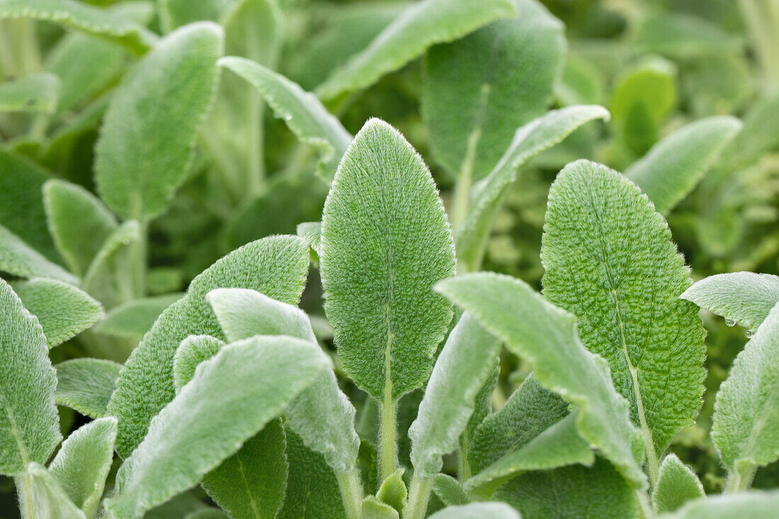 Stachys byzantina 'Silver Carpet'